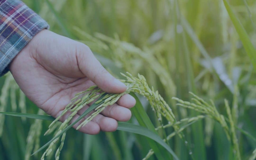 Agricoltore che tocca i chicchi di riso.